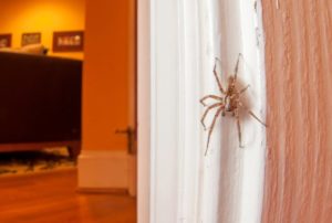 Should you kill spiders in your home? A scientist explains why not to